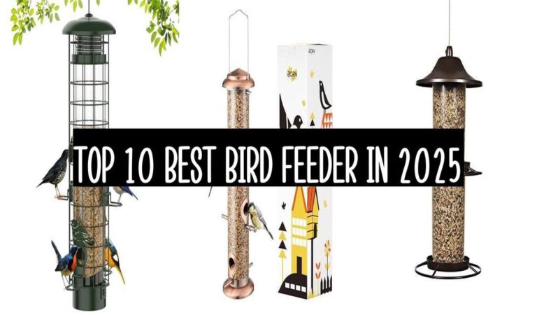 Top 10 Best Bird Feeder In 2025